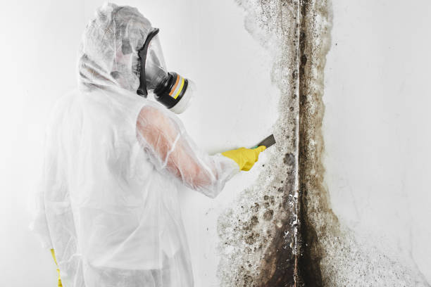 Best Mold Odor Removal Services  in East Shoreham, NY