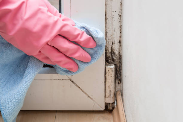 Trusted East Shoreham, NY Mold Remediation Experts